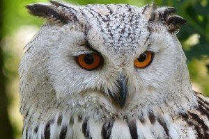 Read more about the article What Is the Meaning of Owl Tattoos?